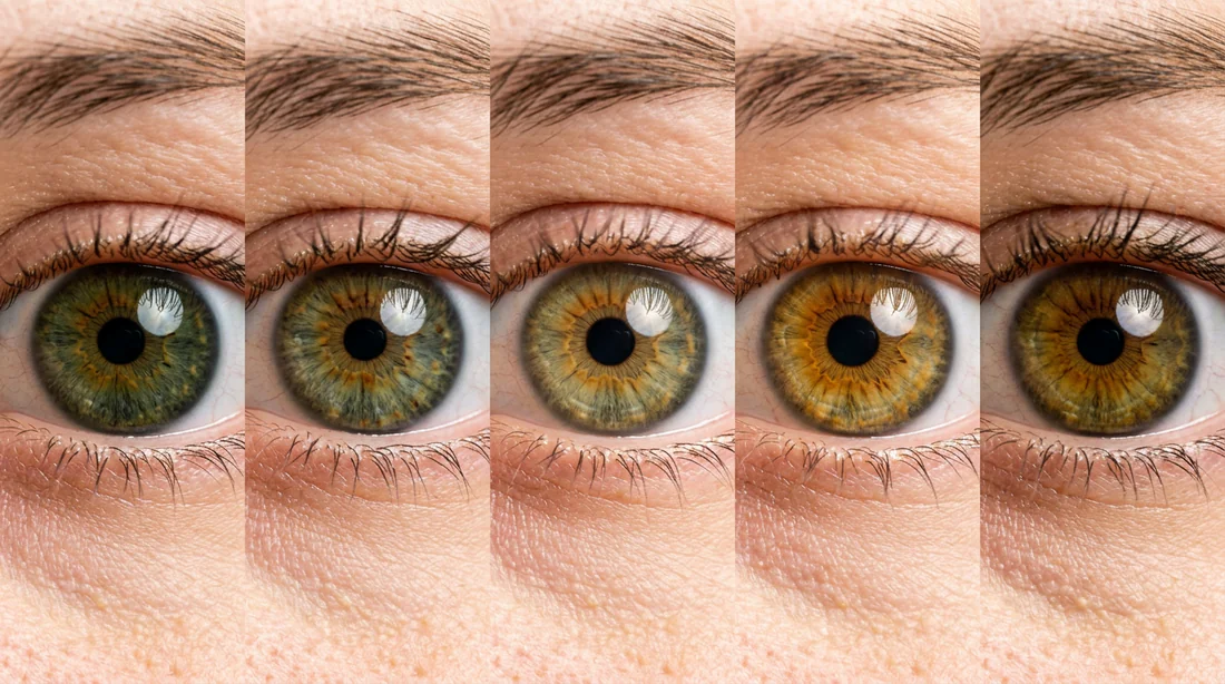 Comparaison visuelle des nuances marron, vert et or des yeux hazel